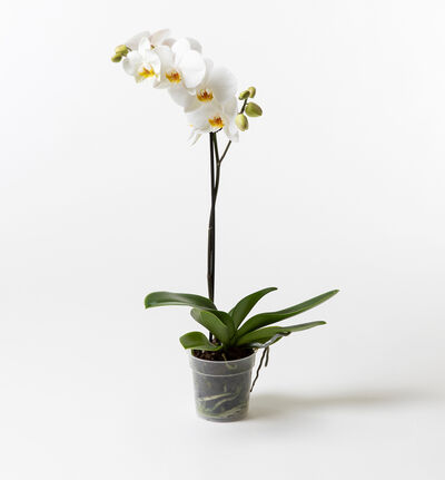 Hvit orkidé